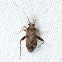 Phytocoris breviusculus