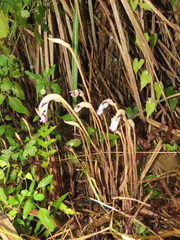 Aeginetia indica
