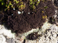 Scytinium lichenoides