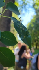 Eriophyes cerasicrumena