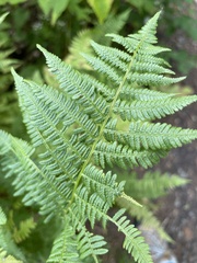 Athyrium