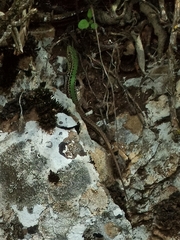 Podarcis ionicus