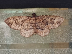 Disclisioprocta stellata