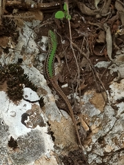 Podarcis ionicus