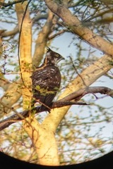 Macheiramphus alcinus anderssoni