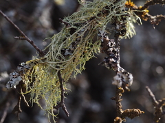 Evernia divaricata