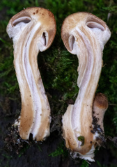Agaricomycetes