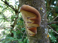 Inonotus hispidus