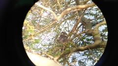 Macheiramphus alcinus anderssoni