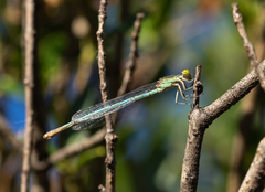 Erythromma lindenii