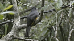 Trogon viridis