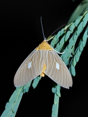 Asota plaginota