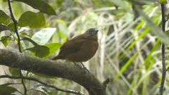 Tachyphonus coronatus