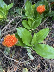 Scadoxus puniceus