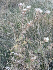 Cirsium serrulatum