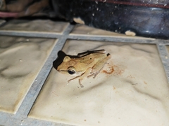 Polypedates megacephalus