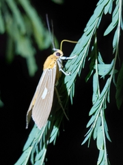 Asota plaginota
