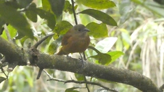 Tachyphonus coronatus