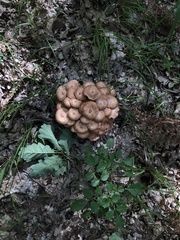 Desarmillaria