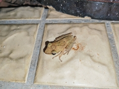 Polypedates megacephalus