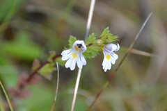 Euphrasia