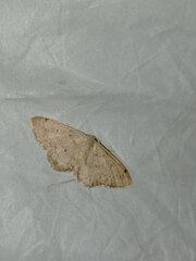Scopula beckeraria