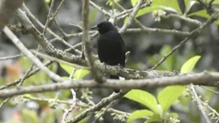 Tachyphonus coronatus