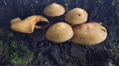 Kuehneromyces mutabilis