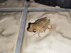 Polypedates megacephalus