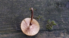 Kuehneromyces mutabilis
