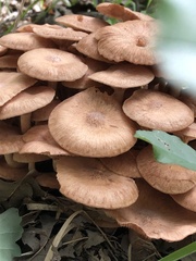 Desarmillaria
