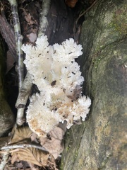 Hericium coralloides