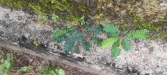 Biophytum sensitivum