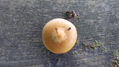 Kuehneromyces mutabilis