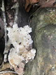Hericium coralloides