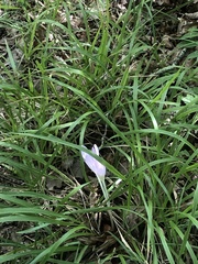 Colchicum lusitanum