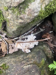Hericium coralloides
