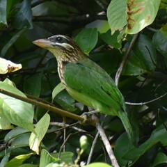 Psilopogon viridis