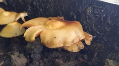 Kuehneromyces mutabilis