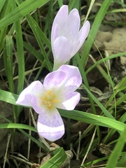 Colchicum lusitanum