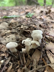 Hygrophorus eburneus