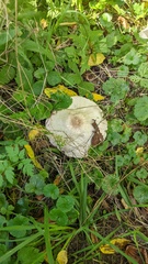 Agaricus placomyces