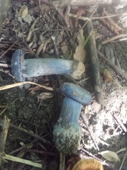 Cortinarius violaceus