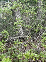 Forestiera reticulata