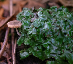 Pluteus
