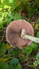 Agaricus placomyces