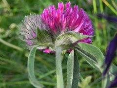 Trifolium alpestre