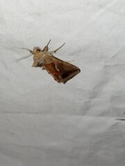 Macdunnoughia confusa