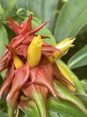 Costus comosus