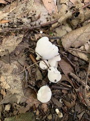 Hygrophorus eburneus